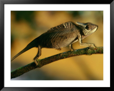 A Chameleon Traversing A Thin Branch by Michael Nichols Pricing Limited Edition Print image
