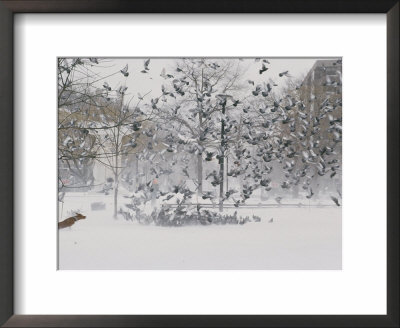 Birds Flee By The Hundreds As This Happy Dog Chases Them Out Of The Snow by Stacy Gold Pricing Limited Edition Print image