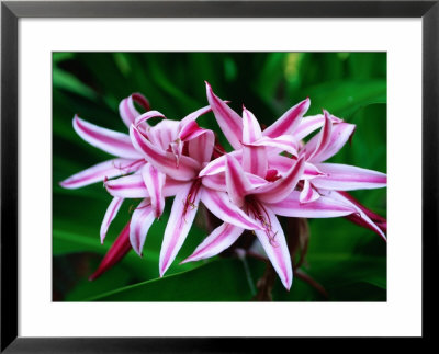 Seychelles Lily, Seychelles by Ralph Lee Hopkins Pricing Limited Edition Print image