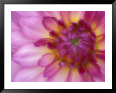 Dahlia, Sammamish, Washington, Usa by Darrell Gulin Pricing Limited Edition Print image