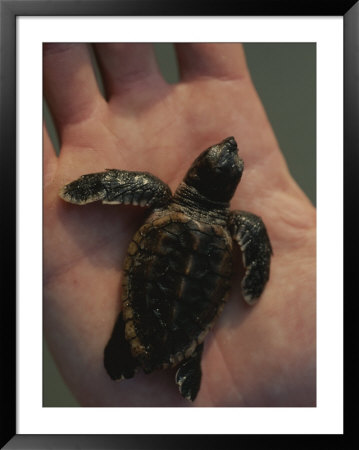 A Newly-Hatched Loggerhead Sea Turtle On The Palm Of A Human Hand by Michael Melford Pricing Limited Edition Print image
