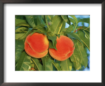 Close-Up Of Peaches On A Tree by Inga Spence Pricing Limited Edition Print image