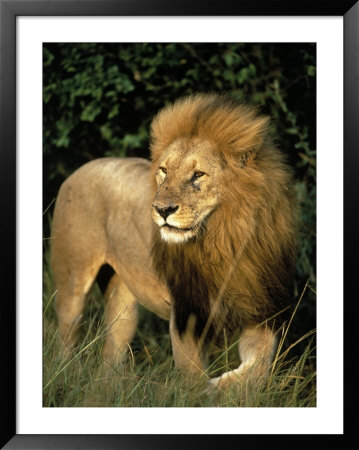 Lion, Masai Mara Game Resv, Kenya, Africa by Elizabeth Delaney Pricing Limited Edition Print image