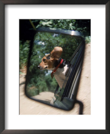 Reflection Of Beagle In Car Rearview Mirror by David Bitters Pricing Limited Edition Print image