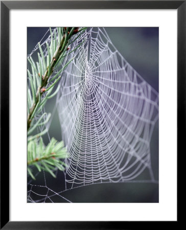 Spider Webs And Dew Drops by Jim Corwin Pricing Limited Edition Print image