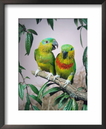 Salvadori's Fig Parrots, Pair (Psittaculirostris Salvadorii) by Reinhard Pricing Limited Edition Print image