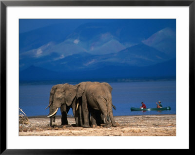 Elephants Standing On The Shore While Onlookers Pass Them In A Canoe, Lake Manyara N.P., Tanzania by Ariadne Van Zandbergen Pricing Limited Edition Print image