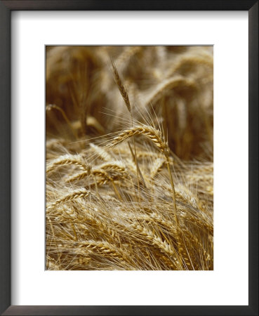A Close View Of A Wheat Plant by Jason Edwards Pricing Limited Edition Print image