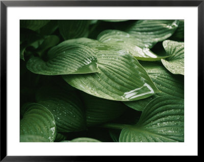 Water Drops On Plant Leaves by Al Petteway Pricing Limited Edition Print image