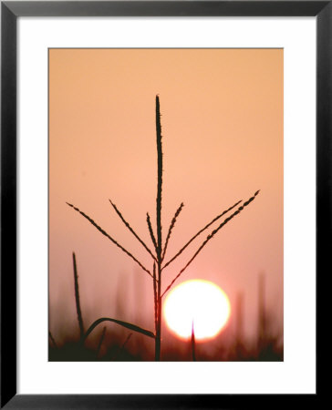 Corn Tassel At Sunrise by Timothy O'keefe Pricing Limited Edition Print image