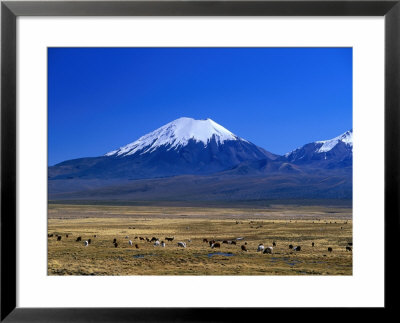 Llama And Alpaca Herd In Sajarma Valley With Mt. Parincota Behind, Mt. Parincota, Oruro, Bolivia by Grant Dixon Pricing Limited Edition Print image