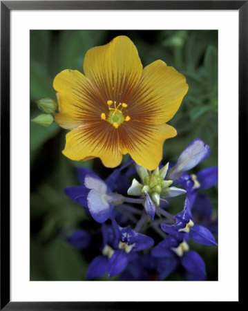 Yellow Flax, Bluebonnets, Moore, Texas, Usa by Darrell Gulin Pricing Limited Edition Print image