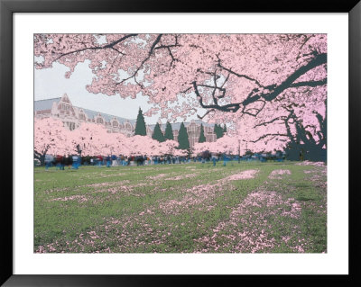 Japanese Cherry Trees And Students On The University Of Washington Campus, Seattle, Washington, Usa by Jamie & Judy Wild Pricing Limited Edition Print image