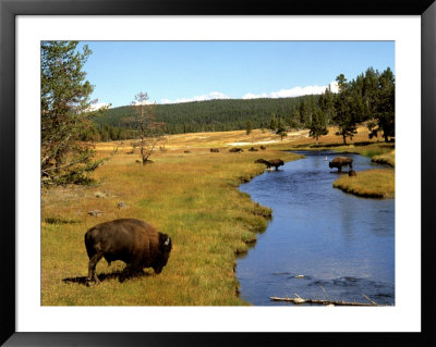 Nez Perce Creek With Bison Grazing At Yellowstone National Park, Wyoming, Usa by Bill Bachmann Pricing Limited Edition Print image