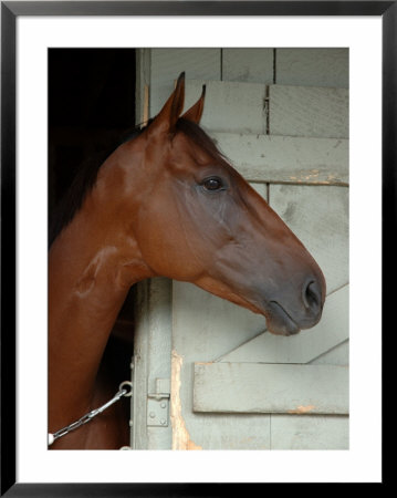 Race Horse In Barn, Saratoga Springs, New York, Usa by Lisa S. Engelbrecht Pricing Limited Edition Print image