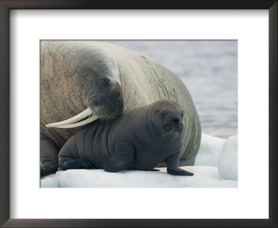 A Female Walrus Nuzzles Her Infant by Norbert Rosing Pricing Limited Edition Print image