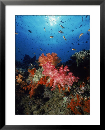 Soft Corals, Fairy Basslets, Fiji by David Mechlin Pricing Limited Edition Print image