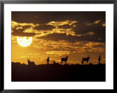 Wildflowers Bloom On Cliffs Above Cape Of Good Hope, South Africa by Paul Souders Pricing Limited Edition Print image