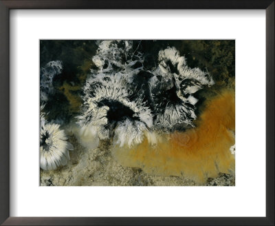 Colonies Of Filamentous Bacteria In An Uzon Hot Spring by Peter Carsten Pricing Limited Edition Print image