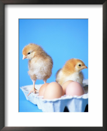 Baby Chicks And Carton Of Eggs by Thomas Mcguire Pricing Limited Edition Print image