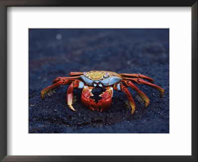 Sally Lightfoot Crab (Grapsus Grapsus), Fernandina Island, Galapagos Islands, South America by James Hager Pricing Limited Edition Print image