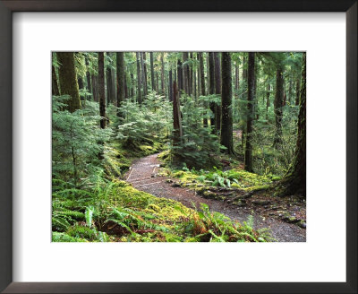 Trail To Soleduc Falls, Olympic National Park, Washington, Usa by Charles Sleicher Pricing Limited Edition Print image