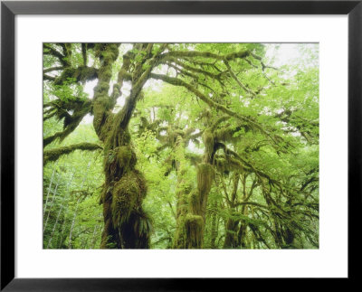 Moss Growing From Trees In A Rainforest, Olympic National Park, Washington, Usa by Christopher Talbot Frank Pricing Limited Edition Print image