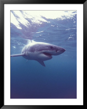 South Africa Great White Shark by Michele Westmorland Pricing Limited Edition Print image