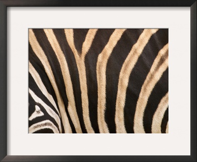 Zebra, Australia by David Wall Pricing Limited Edition Print image
