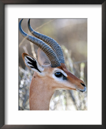 Close-Up Of Male Gerenuk, Kenya by William Sutton Pricing Limited Edition Print image