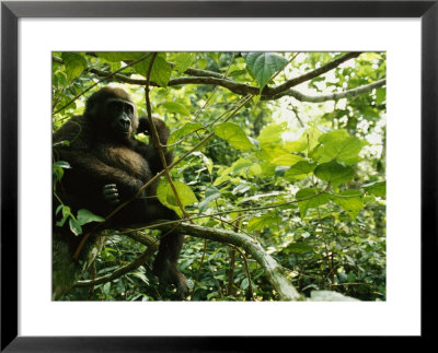 A Gorilla Sitting In A Treetop by Michael Nichols Pricing Limited Edition Print image