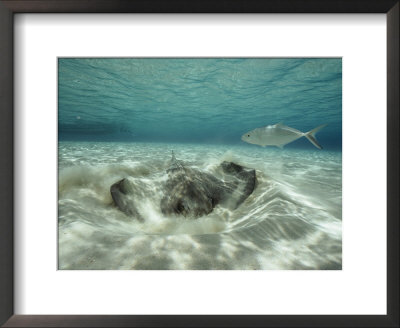 A Southern Sting Ray Burrowing Into Sand As A Fish Swims Nearby by Bill Curtsinger Pricing Limited Edition Print image