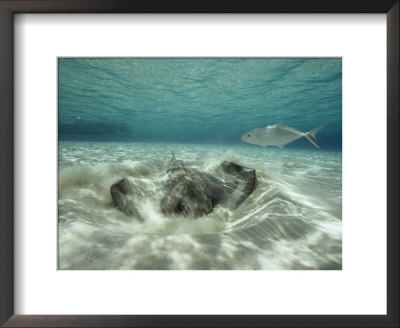 A Southern Sting Ray Burrowing Into Sand As A Fish Swims Nearby by Bill Curtsinger Pricing Limited Edition Print image