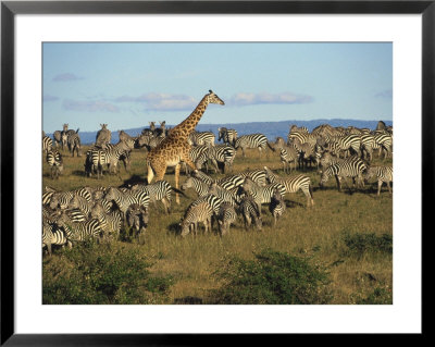 Kenya, Masia Giraffe And Herd Of Zebra by Michele Burgess Pricing Limited Edition Print image