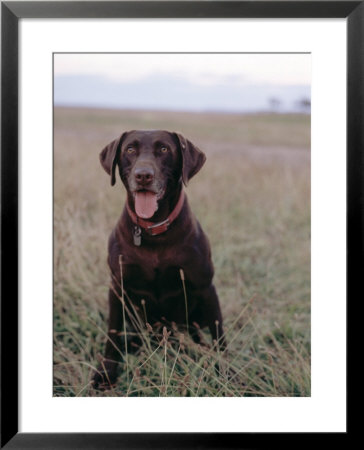 Happy Dog by Fogstock Llc Pricing Limited Edition Print image