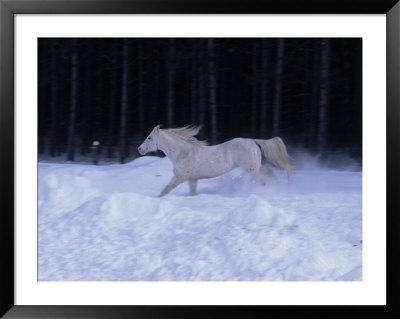 Stallion In Snow, New Market, Ontario, Canada by Ralph Reinhold Pricing Limited Edition Print image