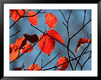 Autumn Colors At Lake Of The Woods, Ontario, Canad by Keith Levit Pricing Limited Edition Print image