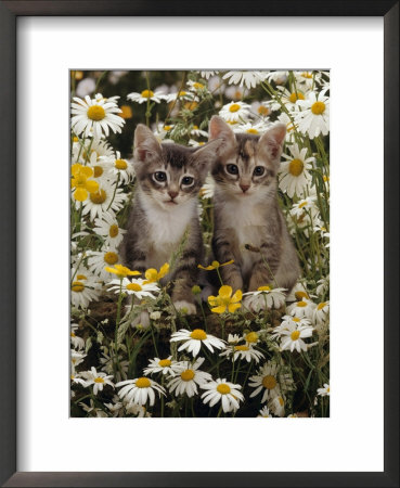 Domestic Cat, Burmese-Cross Kittens Among Ox-Eye Daisies And Buttercups by Jane Burton Pricing Limited Edition Print image