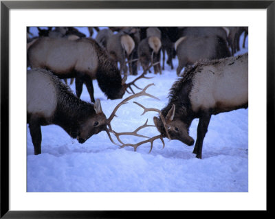 National Elk Herd Locking Antlers In Snow, Jackson Hole, Usa by Lee Foster Pricing Limited Edition Print image