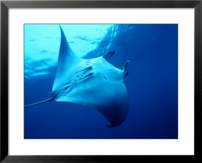 Underside Of Manta Ray Between Batteaux Bay And Little Tobago Island, Trinidad & Tobago by Michael Lawrence Pricing Limited Edition Print image