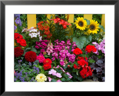 Yellow Picket Fence With Garden Of Sunflowers, Delphnium, Zinnia, And Geranium by Darrell Gulin Pricing Limited Edition Print image