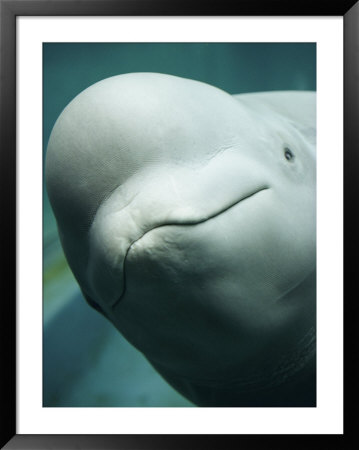 The Friendly Face Of A Beluga Whale In Extreme Close-Up by Nick Caloyianis Pricing Limited Edition Print image