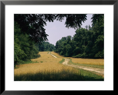 Trail Leading To Turkey Point In Elk Neck State Park by Nadia M. B. Hughes Pricing Limited Edition Print image