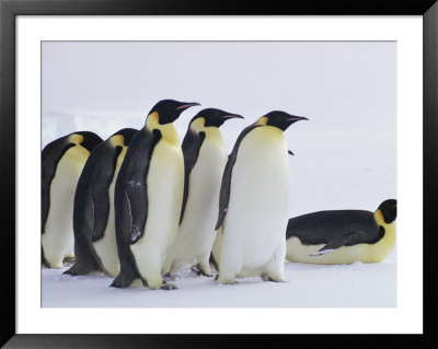 A Group Of Emperor Penguins On The Shore Of Mcmurdo Sound by Bill Curtsinger Pricing Limited Edition Print image