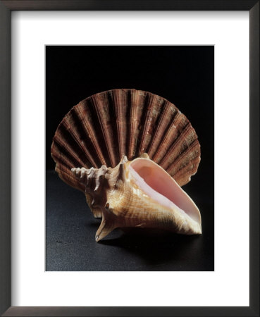 Sea Shells by Terry Why Pricing Limited Edition Print image