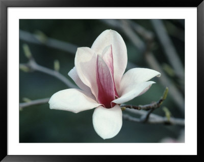 Magnolia (1999) by Gregory Baker Pricing Limited Edition Print image