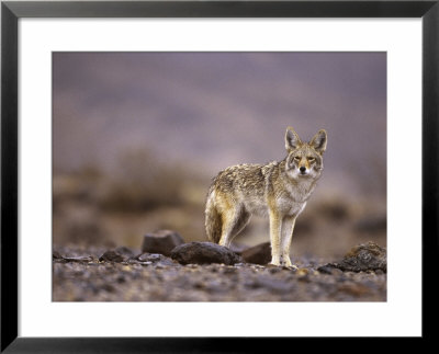Coyote, Canis Latrans by Roger Holden Pricing Limited Edition Print image