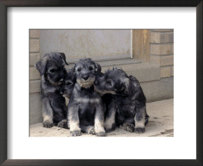 Three Schnauzer Puppies Sitting Together, Canada by Ralph Reinhold Pricing Limited Edition Print image