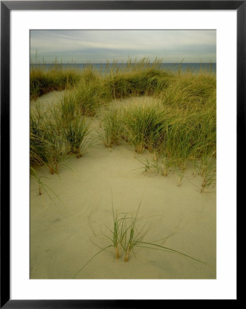 Grasses On Dunes, Mi, Usa by Willard Clay Pricing Limited Edition Print image