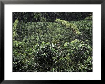 Coffee Fields In Costa Rica by John Anderson Pricing Limited Edition Print image